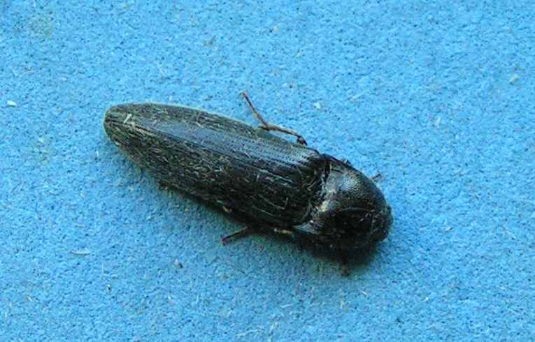 Melanotus castanipes ?
